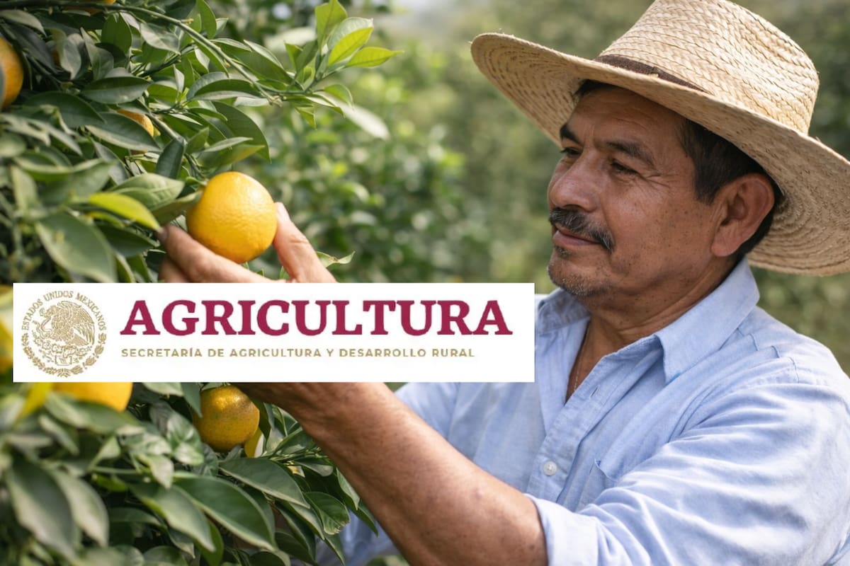 Rescate de la citricultura: la zona que abastece una cuarta parte de los cítricos del país entra en fase de recuperación, así es el plan para apoyar a miles de productores, rehabilitar huertas, combatir plagas y proteger una de las actividades agrícolas más importantes de México