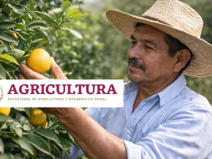 Rescate de la citricultura: la zona que abastece una cuarta parte de los cítricos del país entra en fase de recuperación, así es el plan para apoyar a miles de productores, rehabilitar huertas, combatir plagas y proteger una de las actividades agrícolas más importantes de México