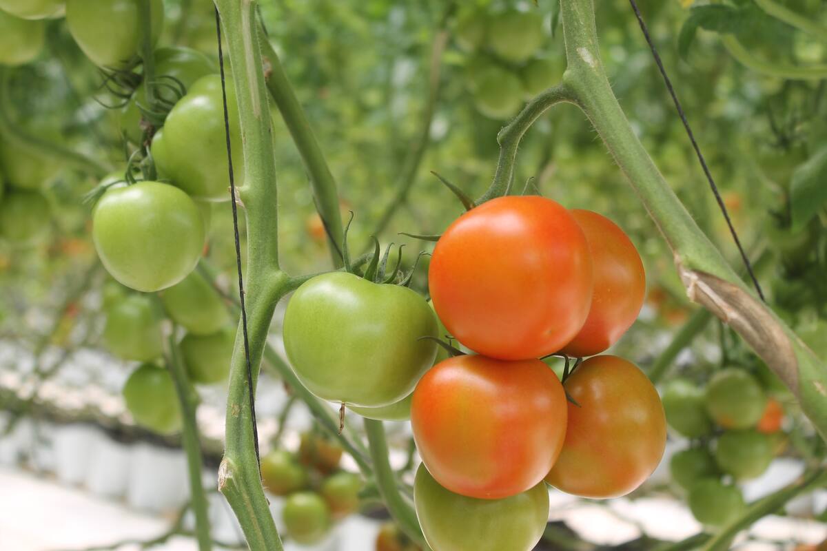 Tomate encabeza lista de cultivos en la Zona Costa