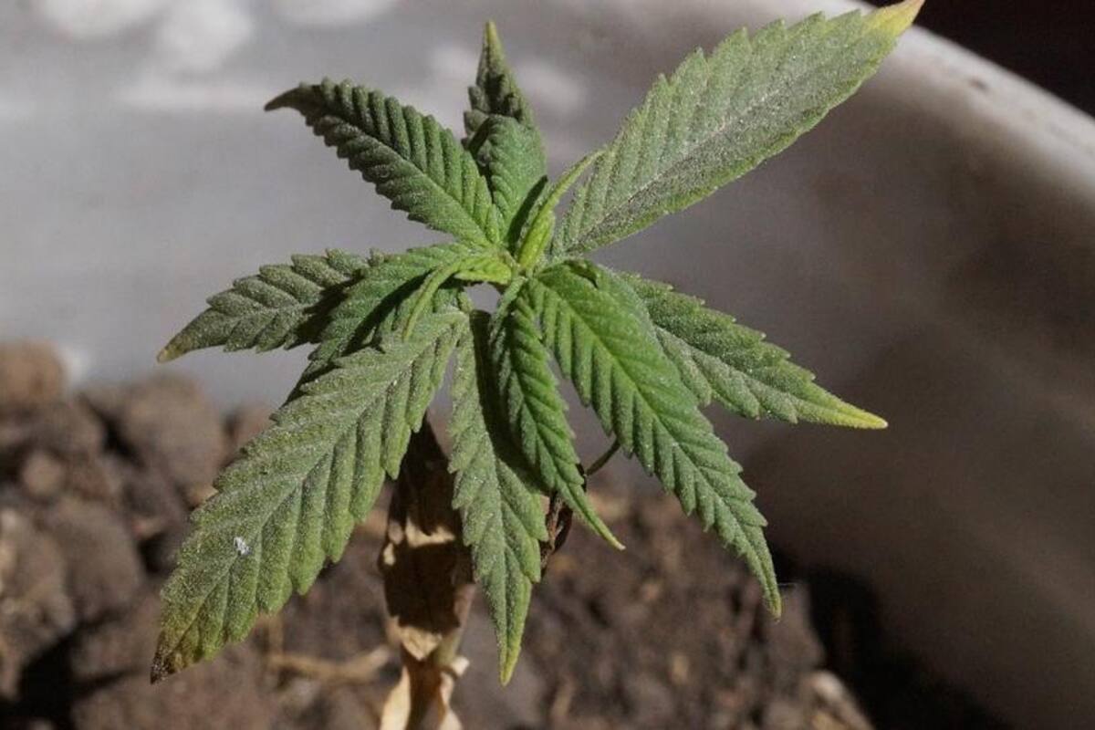 Instituto Mexicano para la regulación de la Cannabis inicia operaciones en 2022