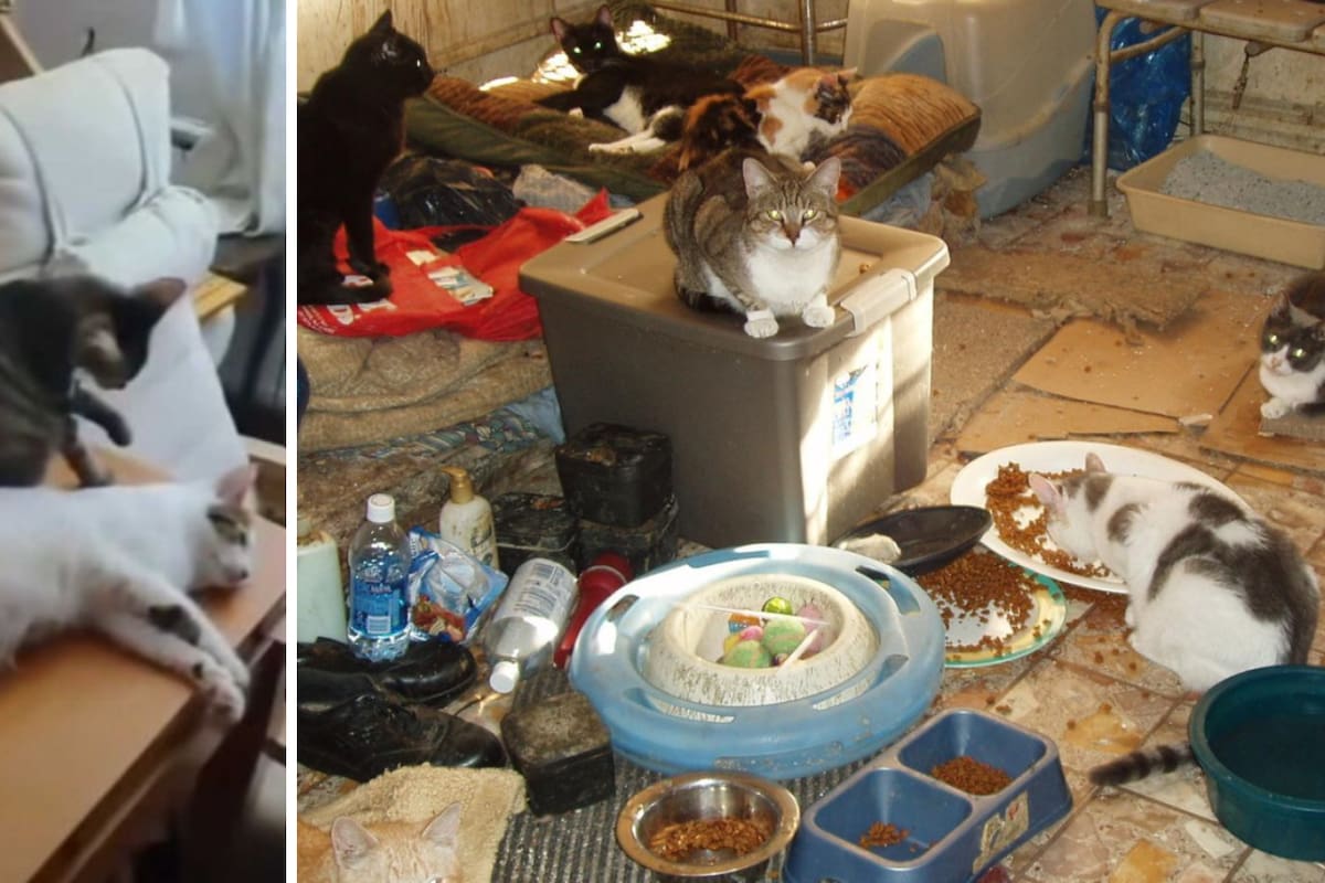 Rescatan 74 gatos de una mujer con síndrome de Noé; 10 se encontraban sin vida