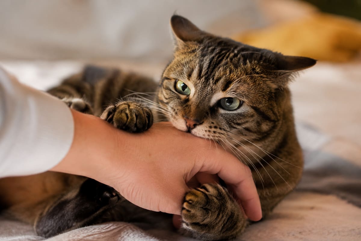¿Por qué los gatos muerden a sus dueños? Razones según los expertos
