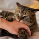 ¿Por qué los gatos muerden a sus dueños? Razones según los expertos