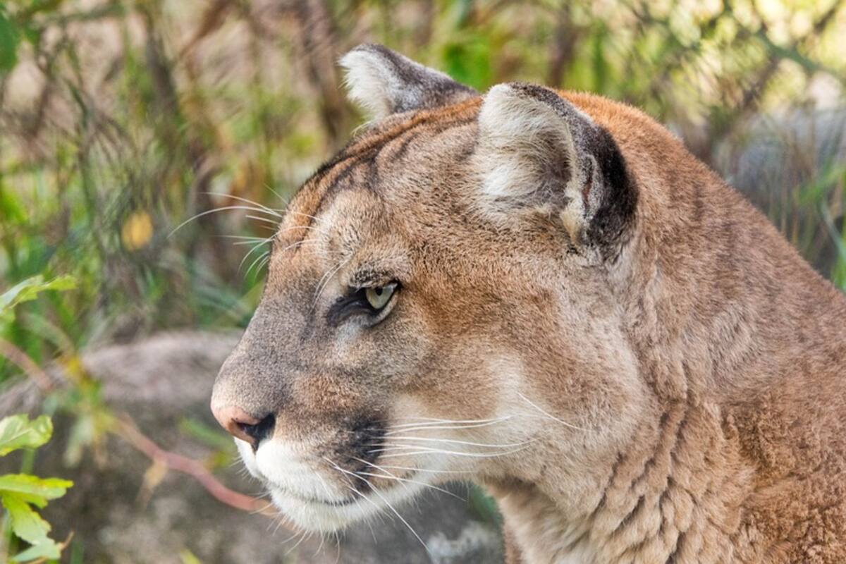Cinco minutos de pánico vivió un turista al ser perseguido por un puma