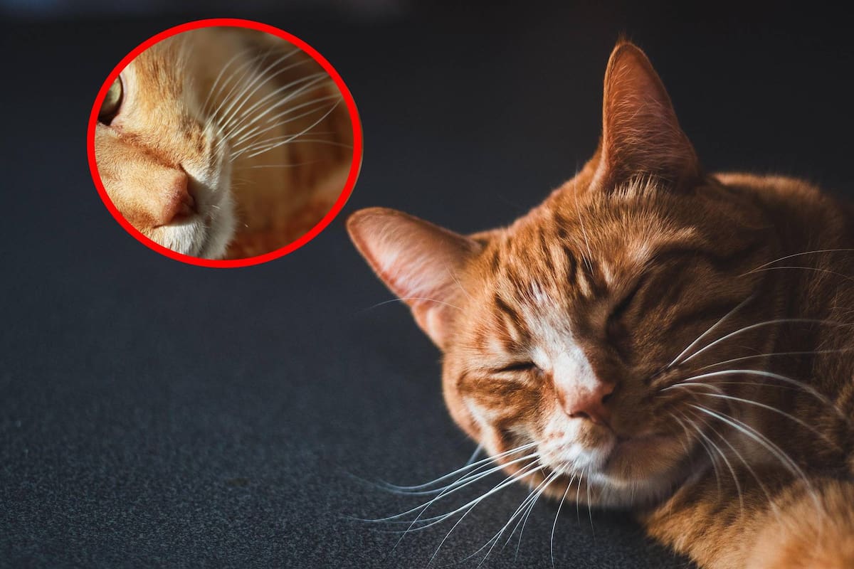 ¿Sabías que los bigotes de tu gato son mucho más que pelo?