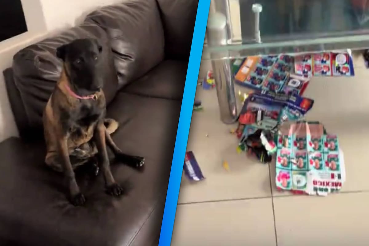 ¡Le dolió hasta a la FIFA! Perrita mexicana destroza el codiciado álbum mundialista Panini y se hace viral