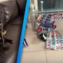 ¡Le dolió hasta a la FIFA! Perrita mexicana destroza el codiciado álbum mundialista Panini y se hace viral