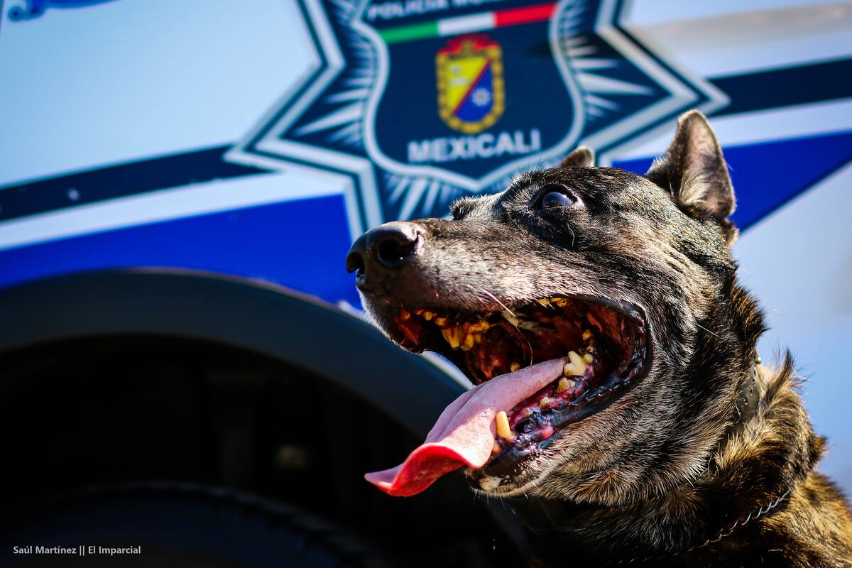 Agente RED fuera de peligro tras lesión