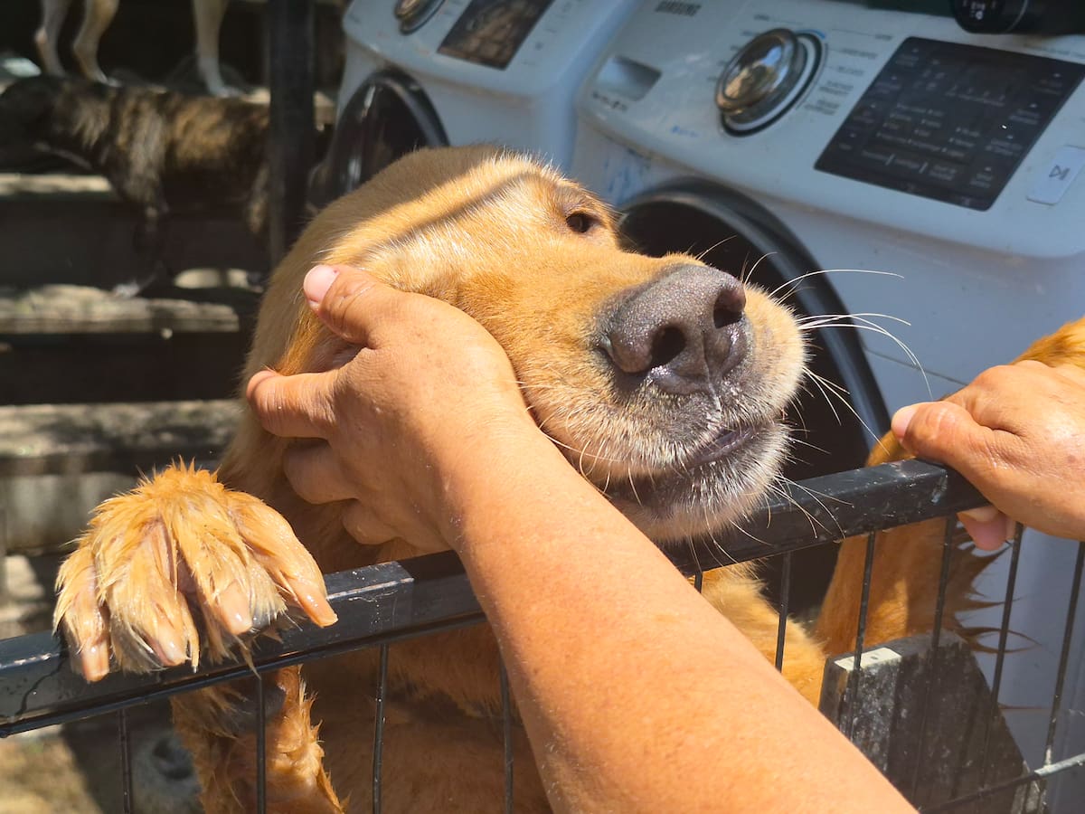 La cofundadora de Patitas Firmes afirmó que el refugio perdió contacto con la persona que adoptó a ambos perros y ahora solicita comprobar físicamente que se encuentran en buen estado.
Fotos: Cortesía.