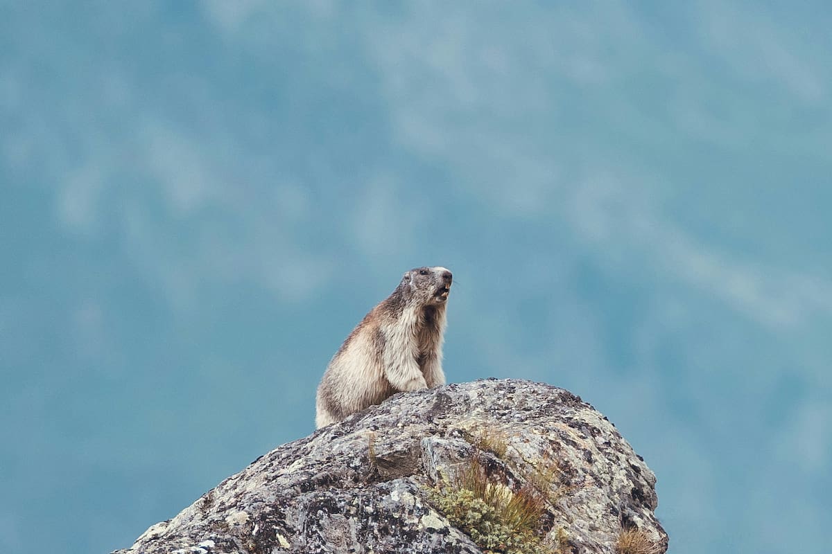 ¿Soñar con una marmota? Lo que representa para la psicología