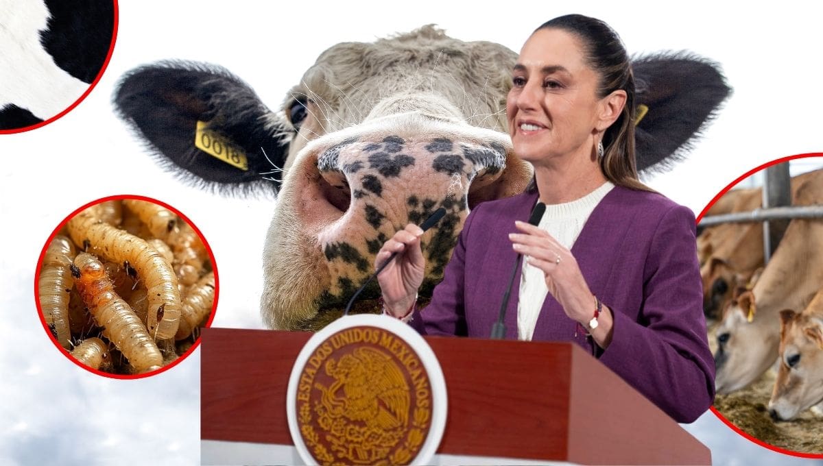 La Unión Nacional de Trabajadores Agrícolas solicitó al gobierno federal cerrar la frontera sur y detener la importación de ganado de Centroamérica para prevenir la propagación del gusano barrenador.
