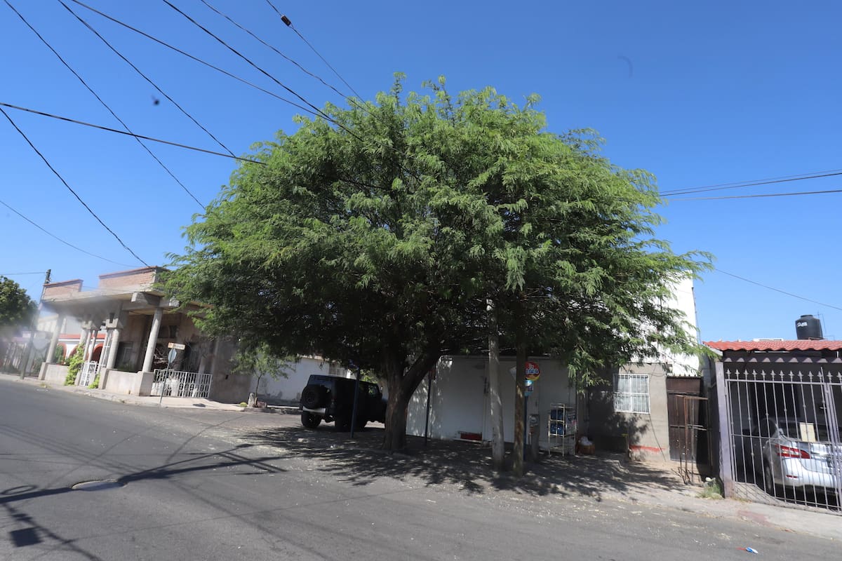 Hay 109 árboles y arbustos ideales para Hermosillo