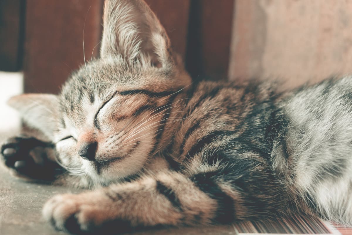 Dormir en frío: cómo la temperatura del dormitorio mejora el sueño y la salud
