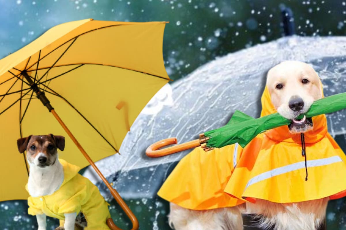 Los mejores consejos para cuidar a tu perro durante la temporada de lluvias