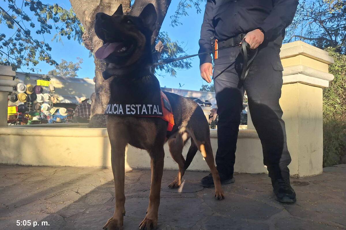 Pastor alemán se roba la atención de los visitantes del Festival Alfonso Ortiz Tirado