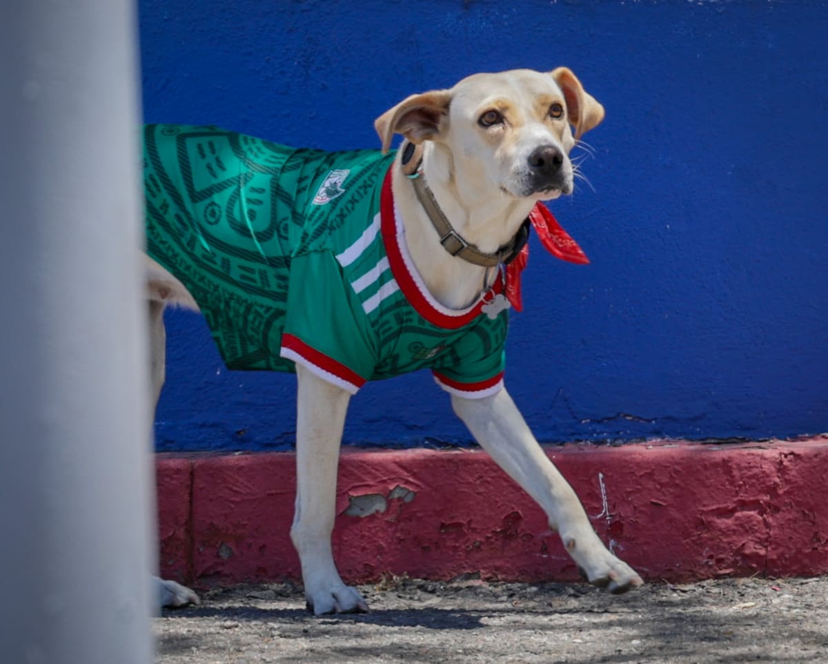 Un perrito criollo viste la camiseta de la selección mexicana de fútbol en las calles de Mexicali. (Foto: Javier Gallegos)