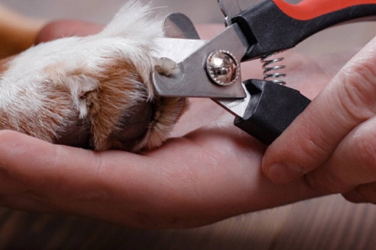 VIDEO: Perrita impone la ‘ley del hielo’ a su dueña tras cortarle las uñas y se vuelve viral en TikTok