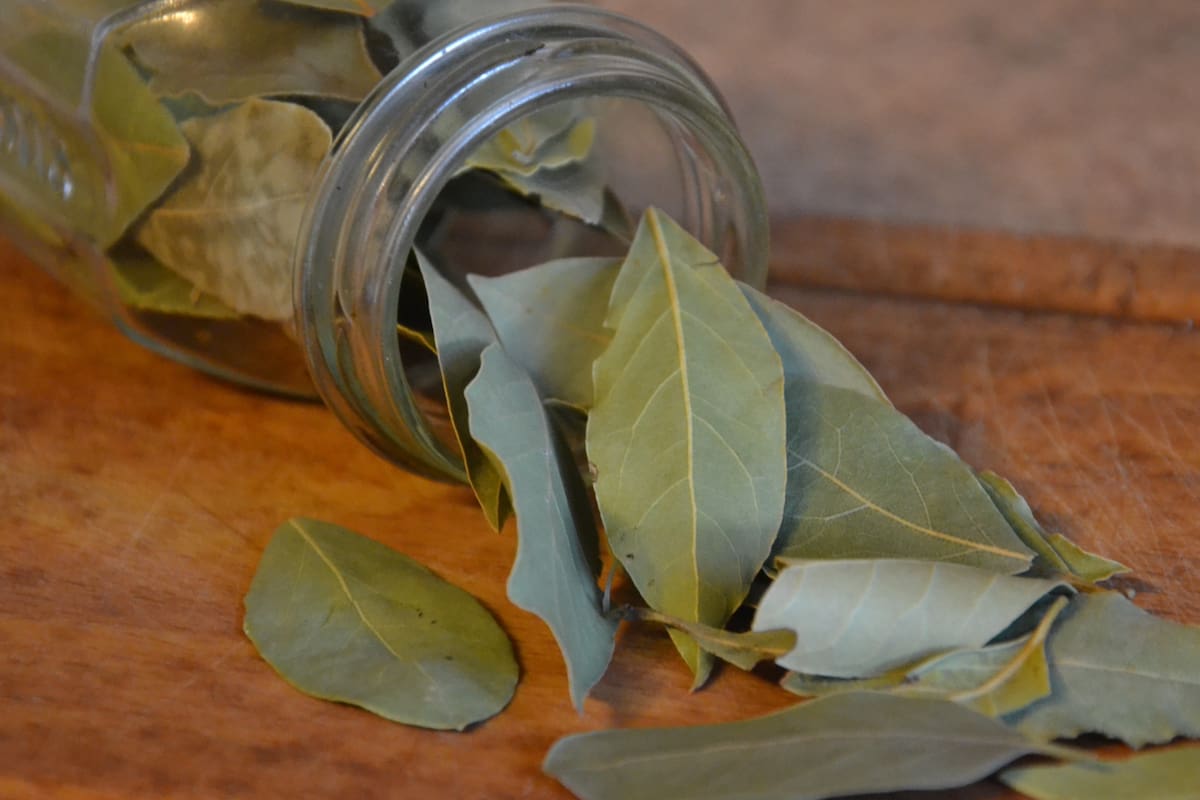 Esta planta podría ser tu aliada natural contra las plagas en el hogar