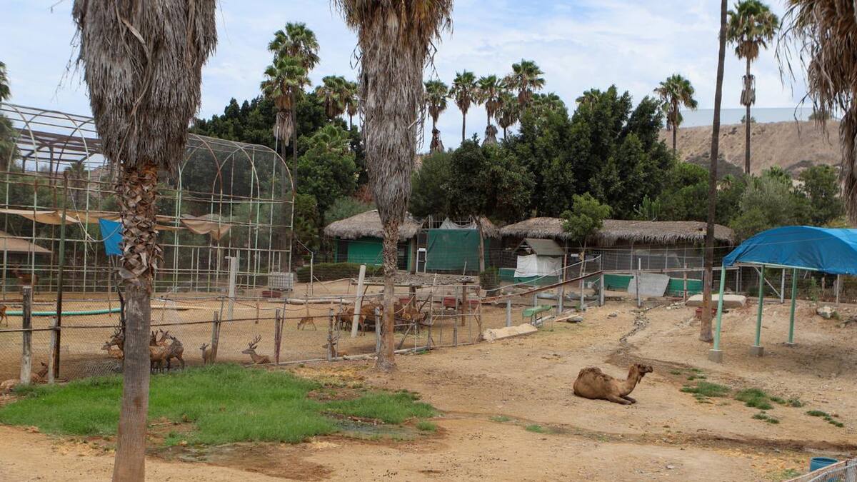 Santuarios deberán contar con planes de manejo autorizados para recibir animales del Parque Morelos