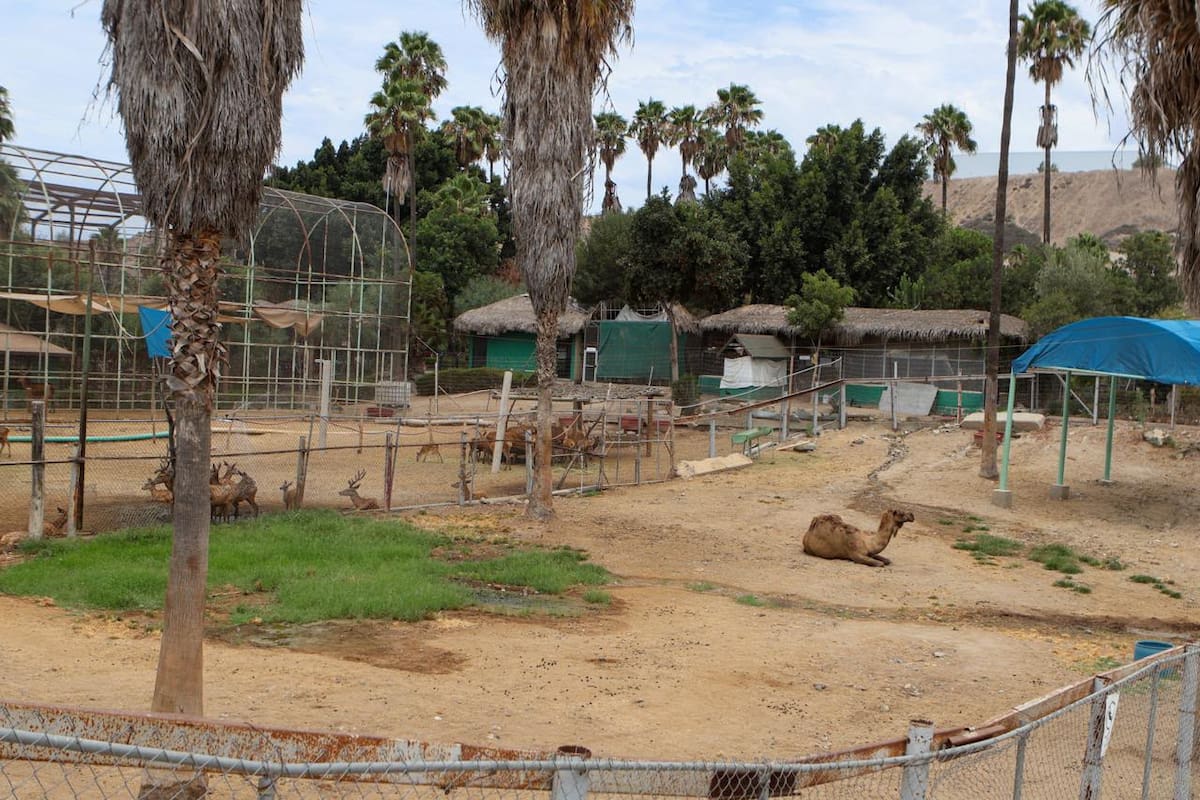 Santuarios deberán contar con planes de manejo autorizados para recibir animales del Parque Morelos