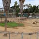 Santuarios deberán contar con planes de manejo autorizados para recibir animales del Parque Morelos