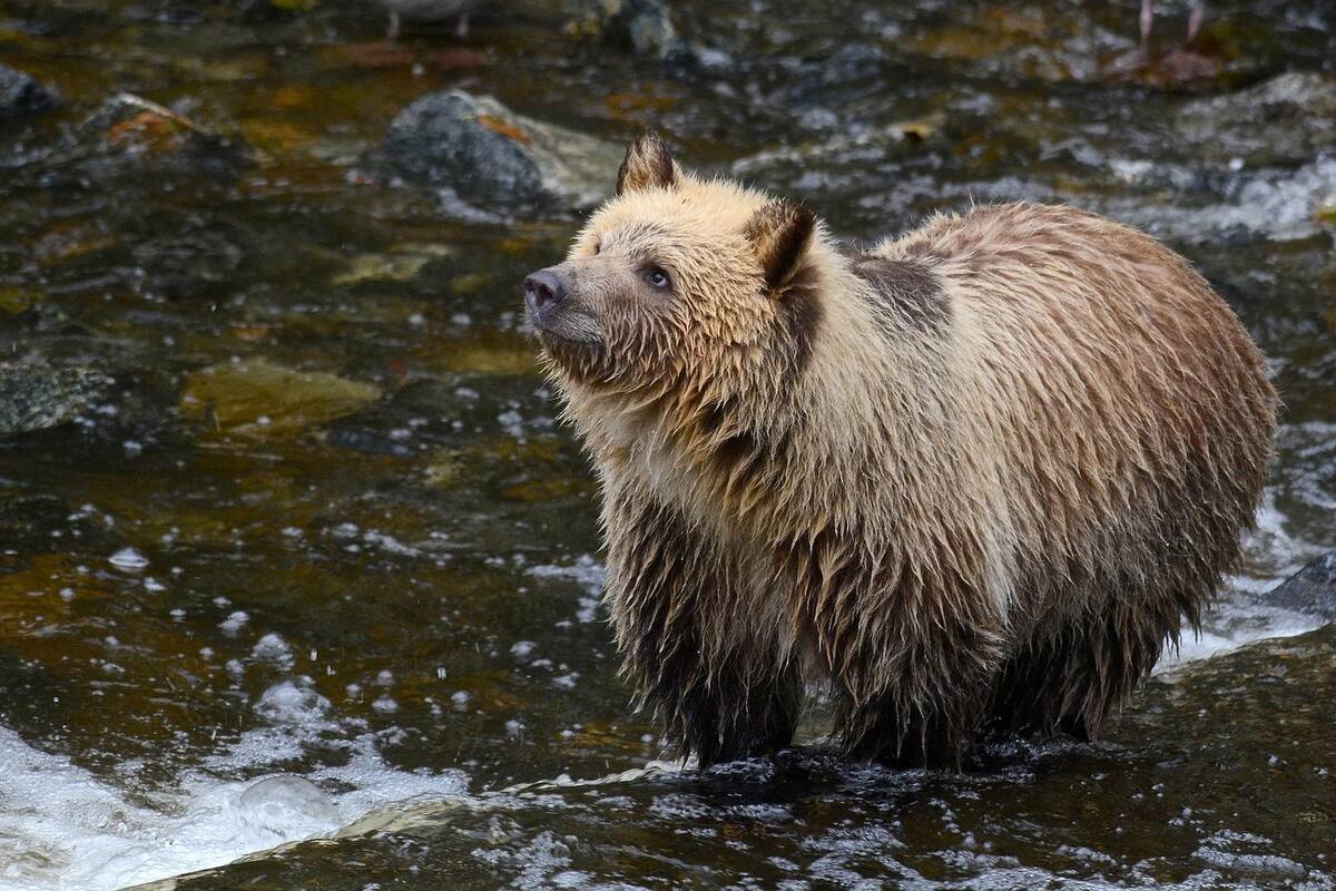 Celebran la semana del oso gordo en Alaska