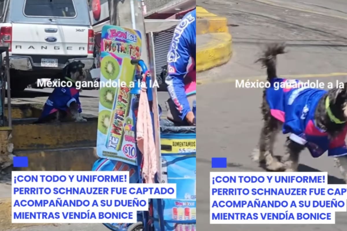 “Hasta tiene su propio uniforme”: perrito que ayuda a su dueño a vender Bon Ice se vuelve viral
