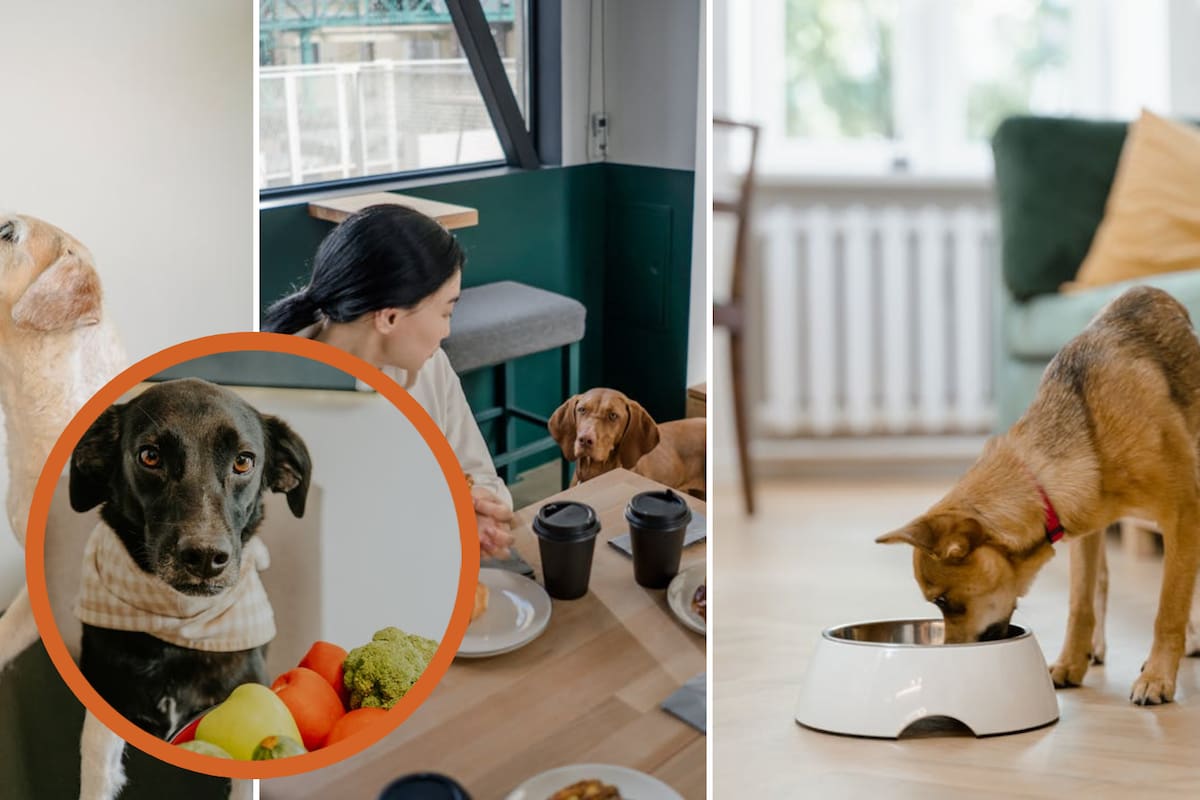 Estos son los cinco errores más comunes en la alimentación de los perritos que podrías estar cometiendo