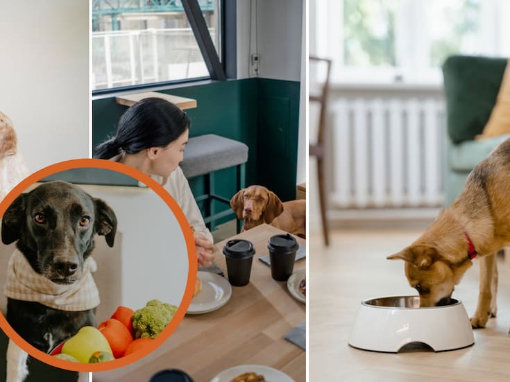 Estos son los cinco errores más comunes en la alimentación de los perritos que podrías estar cometiendo
