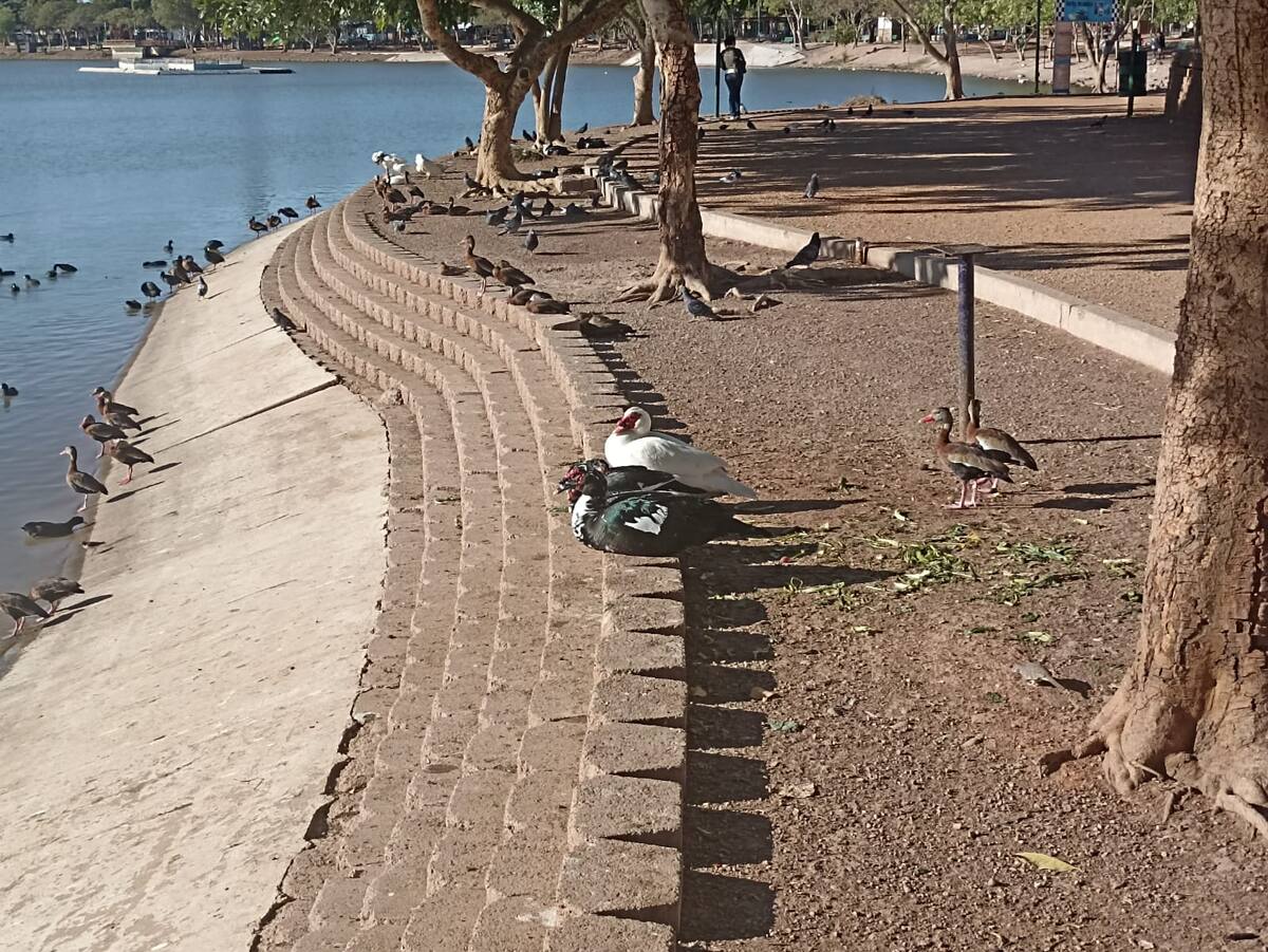Los patos en la Laguna del Náinari son un atractivo muy conocido. / Imagen por Jesús Ramón Valenzuela Portillo.