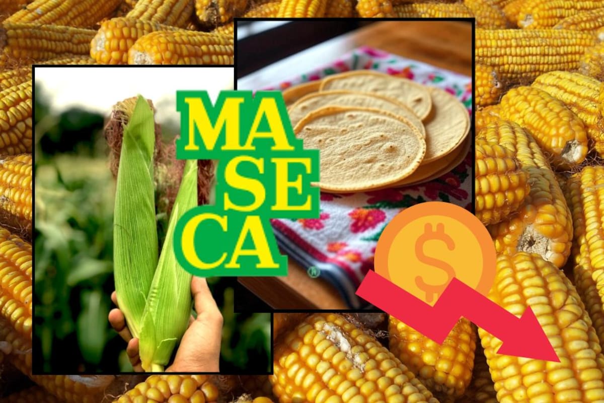 Productores acusan a Sheinbaum de favorecer a grandes empresas y afectar al campo tras el acuerdo Nacional Maíz-Tortilla “las grades corporaciones siguen ganando” | Noticias de México | El Imparcial