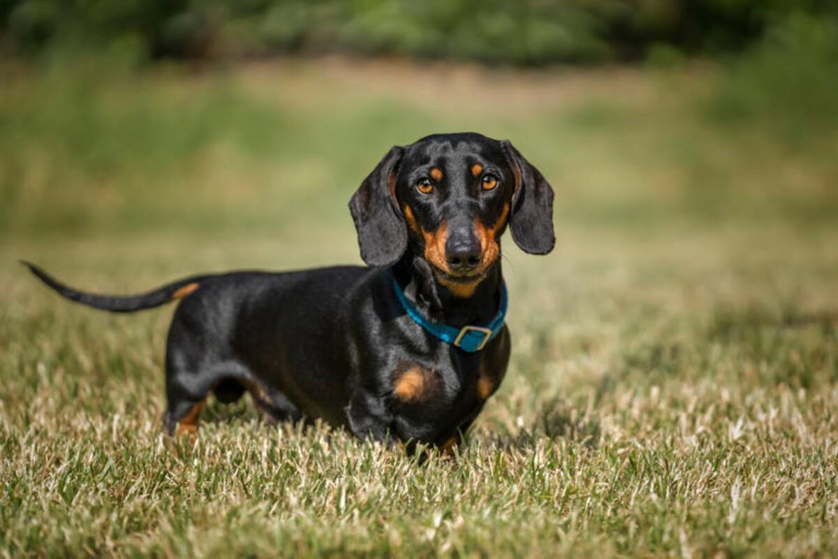 Los 5 perros que un veterinario no tendría como mascota