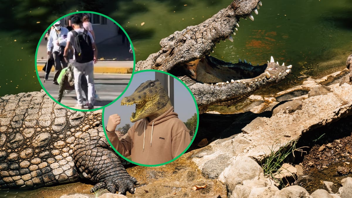 Joven therian cocodrilo fue pateado mientras caminaba por la calle imitando los movimientos del reptil; aquí el VIDEO