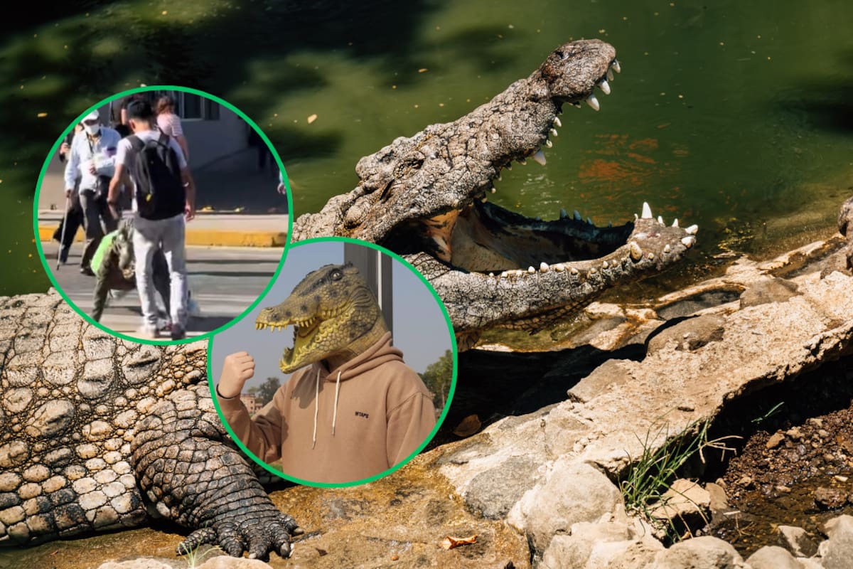 Joven therian cocodrilo fue pateado mientras caminaba por la calle imitando los movimientos del reptil; aquí el VIDEO
