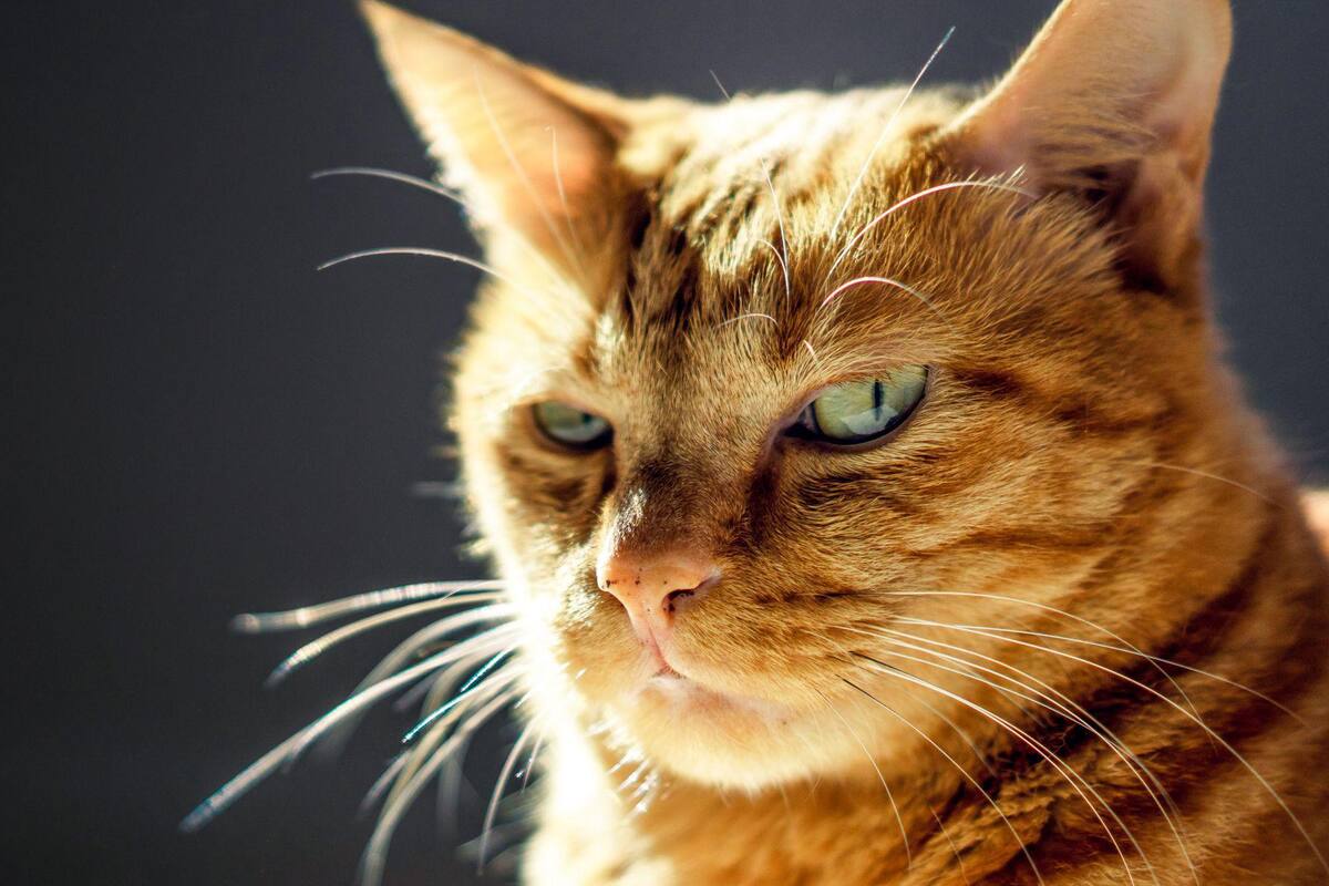 Por qué los gatos extinguen más especies que cualquier otro depredador