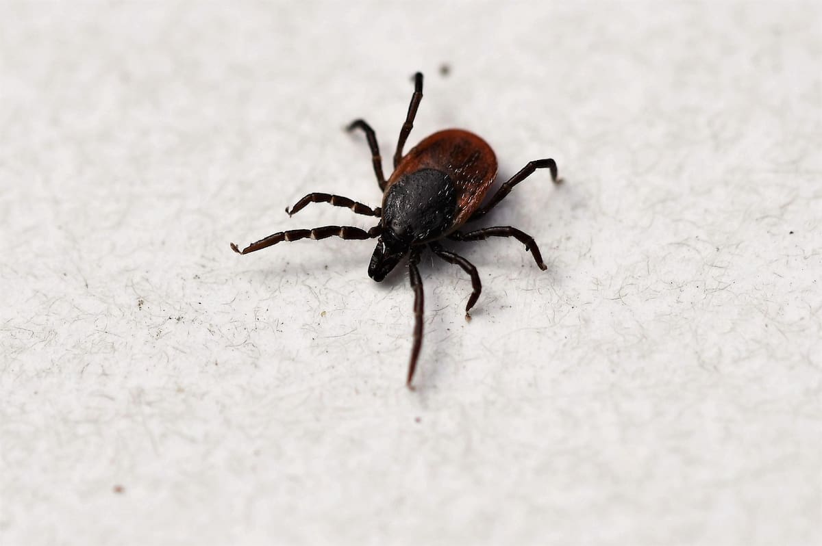 El secretario de Salud advirtió que la enfermedad puede confundirse con dengue, ya que ambos padecimientos presentan síntomas similares, como fiebre alta y dolor muscular. Foto: Archivo