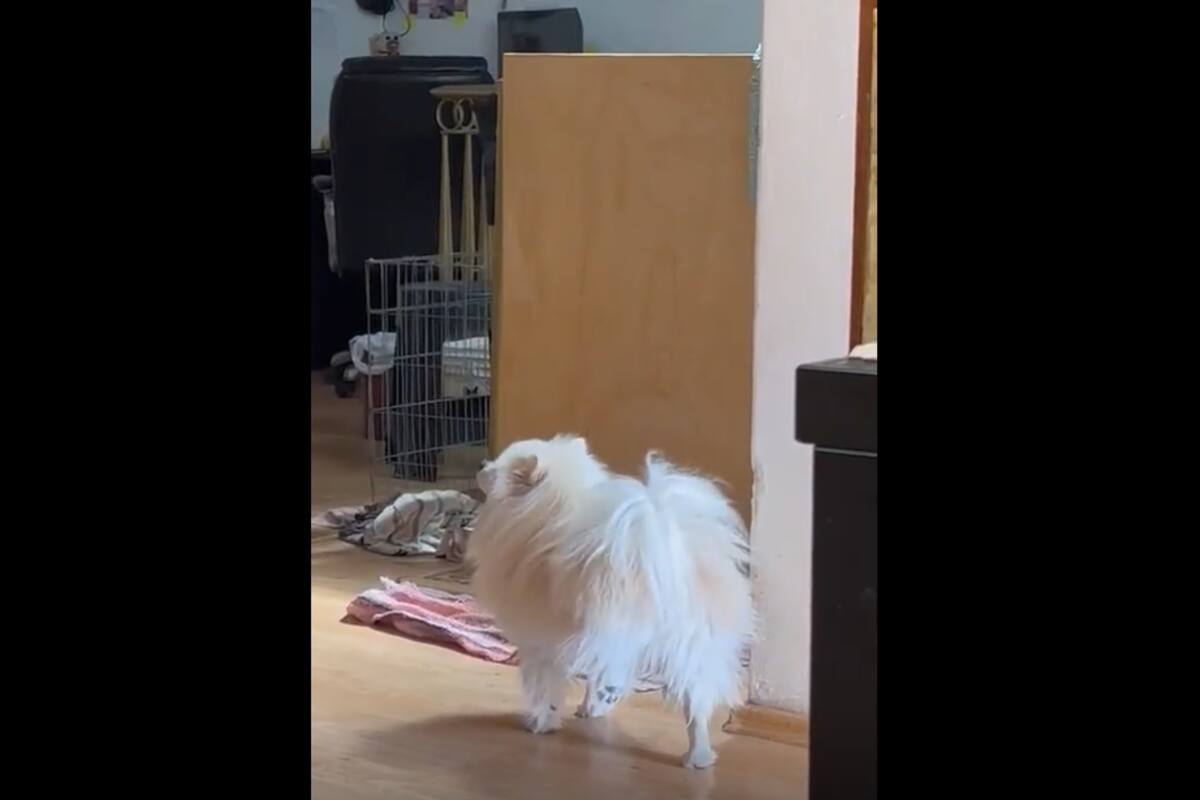 VIRAL TIKTOK: Perrito imita a su dueña que se encuentra lastimada
