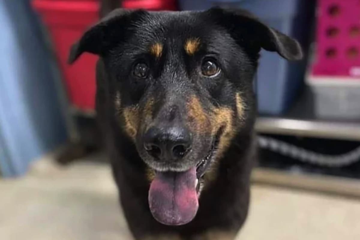 Abandonan perro por temor a que fuera “gay”
