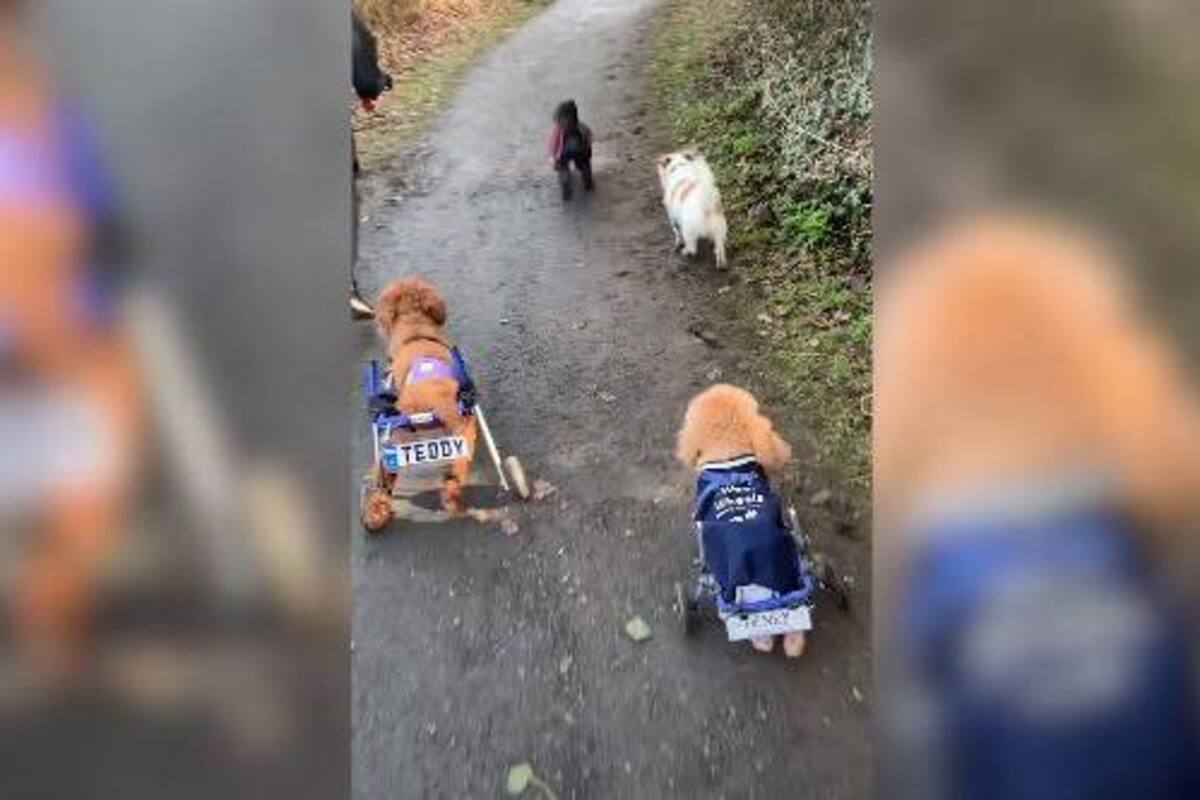 Perrito corre en su silla de ruedas y escena se viraliza