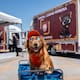 Tijuana refuerza esterilizaciones gratuitas con nuevas unidades móviles en Cerro Colorado