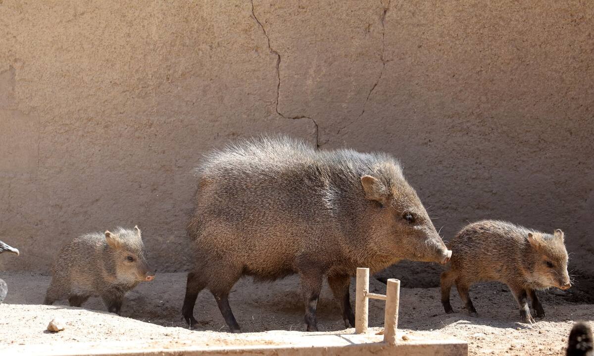 El recorrido principal tiene una longitud de 2.8 kilómetros y el Ecosafari estará disponible de 9:00 a.m. a 4:00 p.m. Foto: Julián Ortega