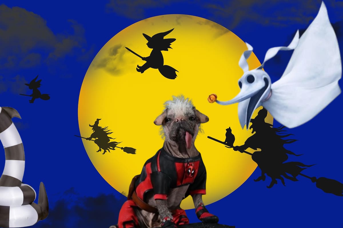 Halloween: Descubre los disfraces para mascotas que serán tendencia este 2024