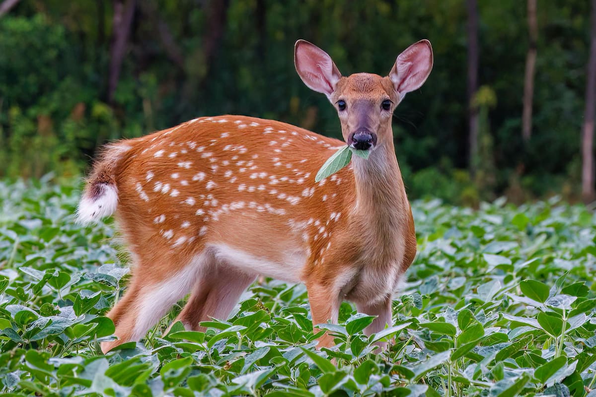 Brote de enfermedad hemorrágica epizoótica alerta a cazadores en Estados Unidos