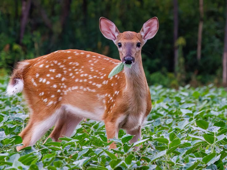 Brote de enfermedad hemorrágica epizoótica alerta a cazadores en Estados Unidos