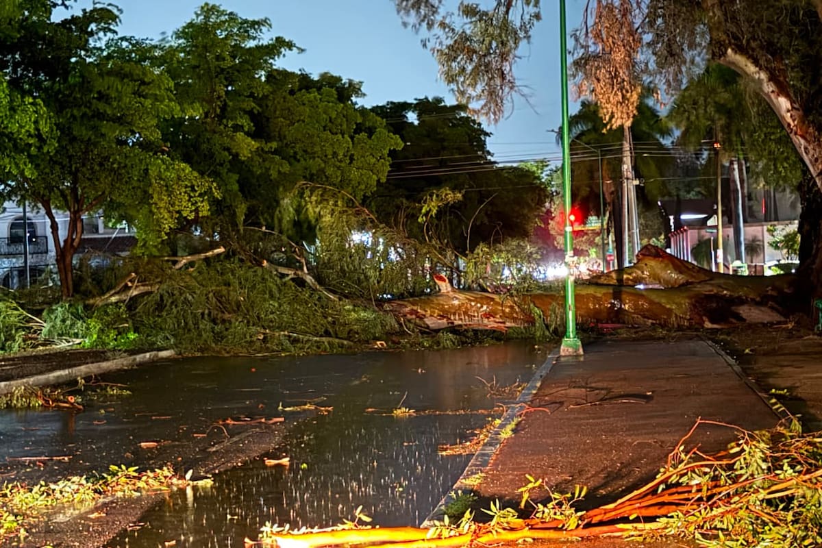 Fuertes vientos y lluvia derriban árboles, postes y un semáforo en Ciudad Obregón