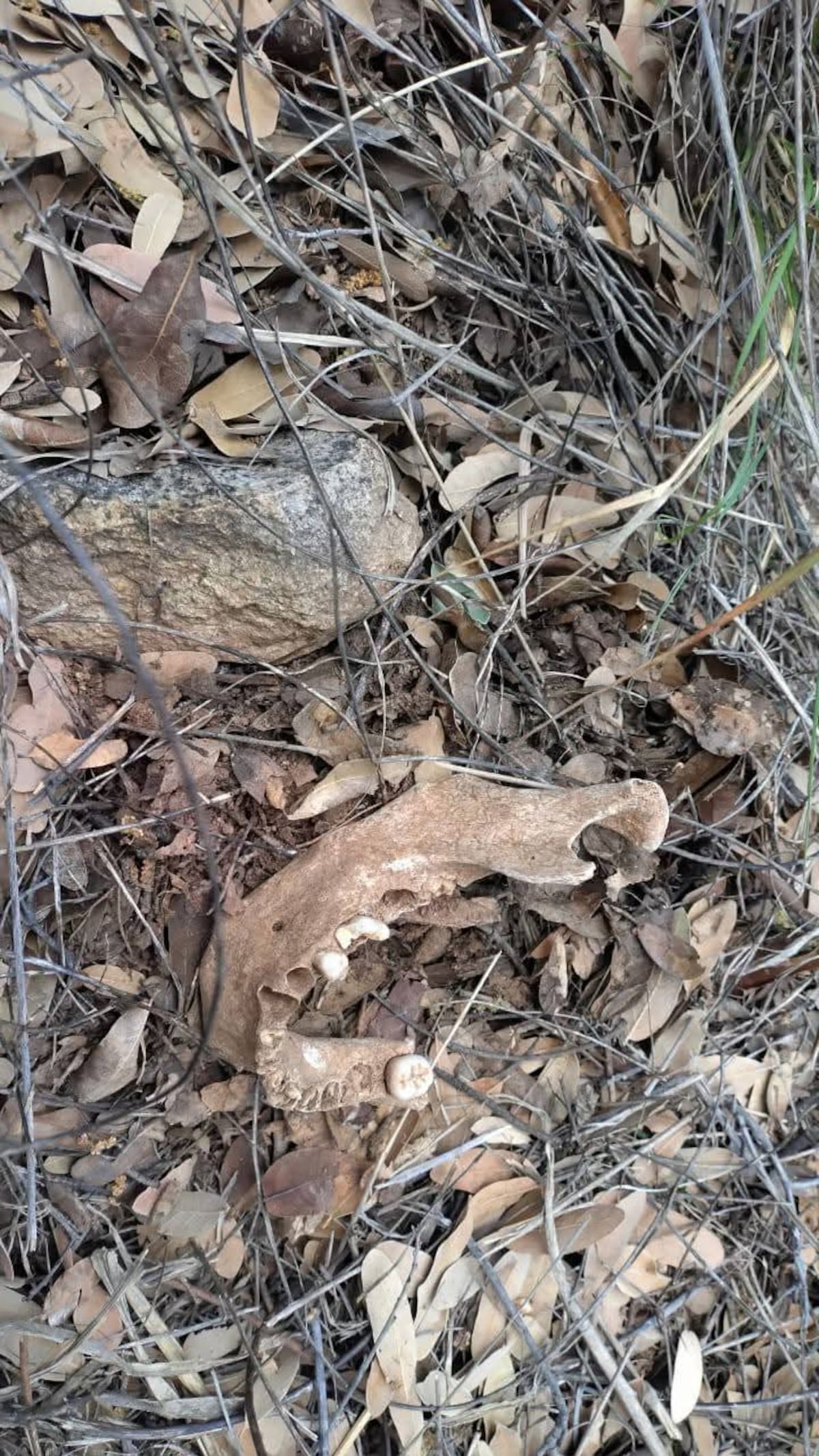 Foto: Manuel Jiménez.