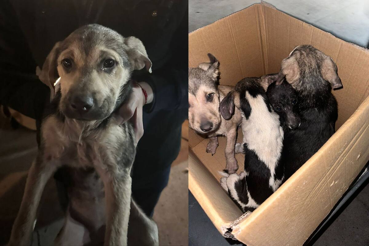 Rescatan en Tijuana a cuatro cachorros en condiciones de maltrato