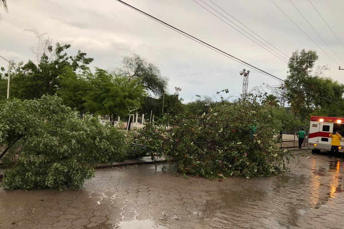 VIDEO: Fuerte lluvia y vientos en Álamos derriban árboles y deja daños materiales