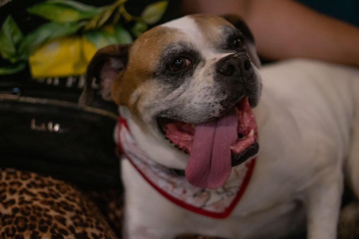 Multas de hasta 5 mil 700 pesos para quienes no cuidan a sus mascotas