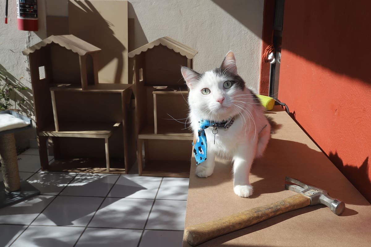 "La Carpintería de Tulio" hace muebles para gatos